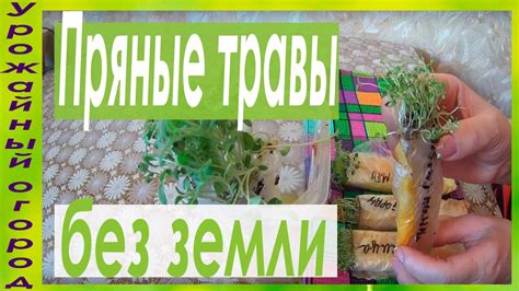 РАССАДА ПРЯНЫХ ТРАВ БЕЗ ЗЕМЛИ! - YouTube