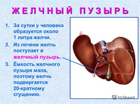 Презентация на тему: "Пищеварение в двенадцатиперстной кишке.". Скачать ...