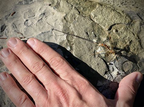 The long-tailed giant ichneumon... - Cleveland Metroparks | Facebook