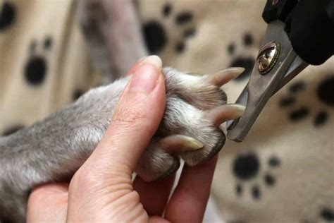 how to safely trim dog nails