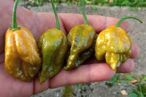 Острый перец Trinidad Scorpion Mustard