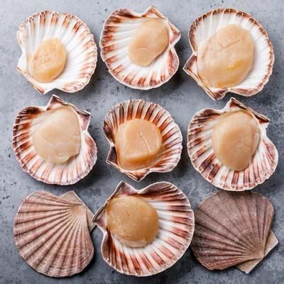 Scallops - KAGI INTERNATIONAL LTD