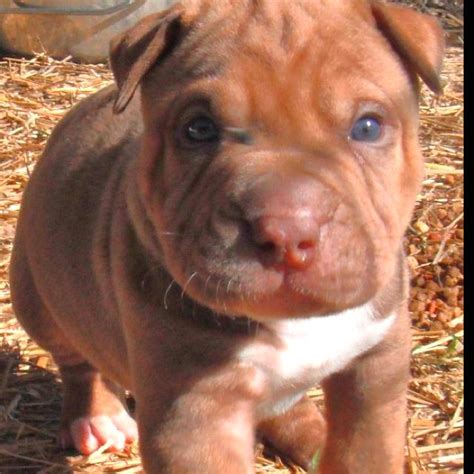 Sharpei Puppy | Lap dogs, Puppies, Cute animals