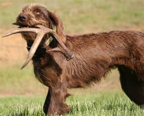 Top Hunting Dogs That Dont Shed at Timothy Samons blog
