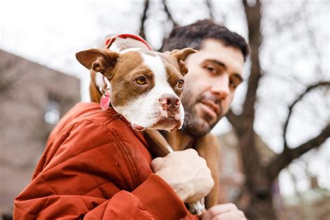 Washington Square Park hosts National Boston Terrier Day.