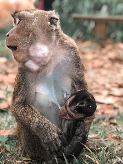 Premium Photo | Momm