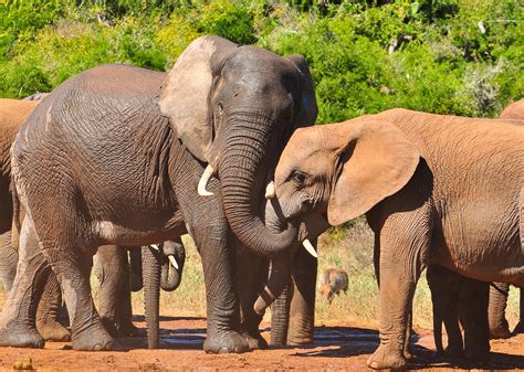 The Hidden Intelligence of Animals - Big Think