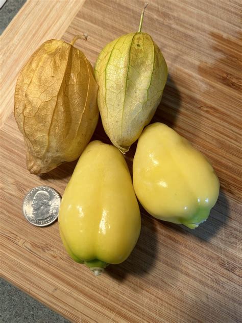 Golden summer: tomatoes and tomatillos – Maryland Grows