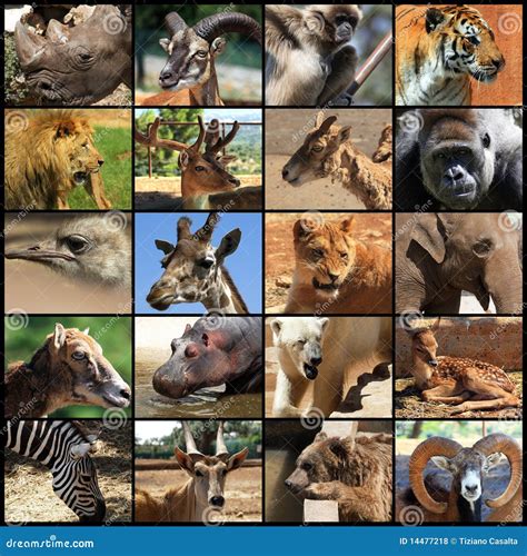 Animals collage stock photo. Image of animals, lion, park - 14477218