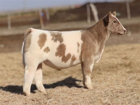 Knock Knock • Cattle Visions • Premier Multi-Breed Online Semen Distributor