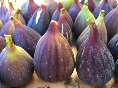 High-Density Fig Plantation: Spacing, Plants Per Acre, Techniques, Cost ...