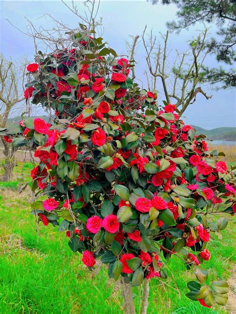 Andie Elle - Beautiful Flowers!! #flowers | Facebook