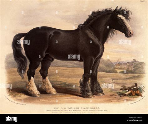 The Old English Black Horse Stock Photo - Alamy