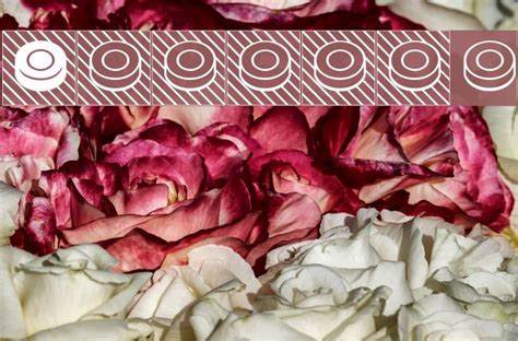 Shashki Font - FFonts.net