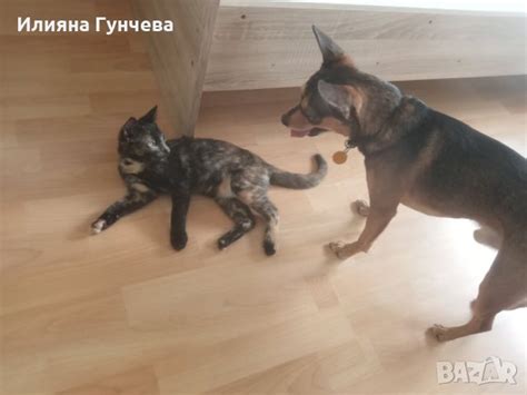 Подарявам в Други в гр. Пловдив - ID41827914 — Bazar.bg