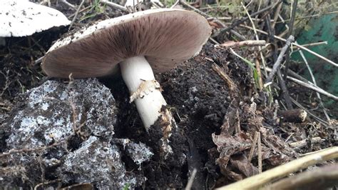 Шампиньон полевой (Agaricus arvensis) фото и описание