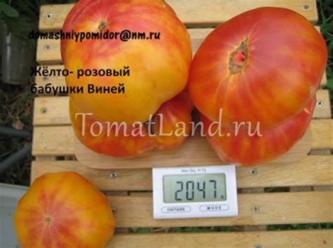 Томат Жёлто-розовый бабушки Виней: описание сорта, ОТЗЫВЫ (14), фото ...