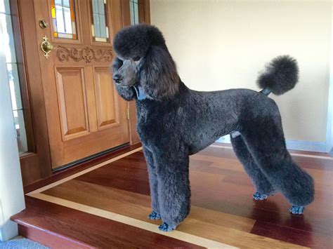 When To Cut Poodle Puppy Hair