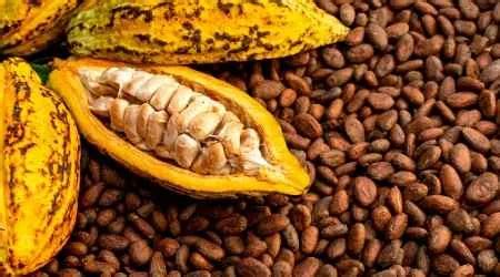ways  invest  cocoa risks     started findercom