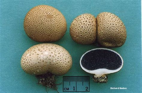 Ложнодождевик обыкновенный (Scleroderma citrinum) фото и описание