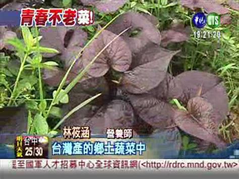 紅色地瓜葉 幫你抗老化! - YouTube