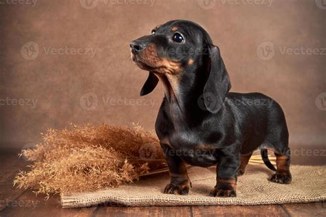 small dachshund puppy of black and tan color stands on brown background ...
