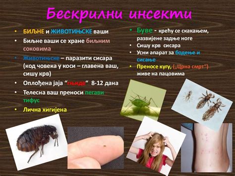 Инсекти