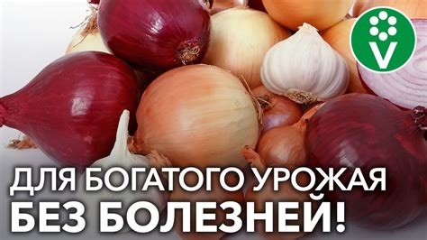 ОБРАБОТАЙТЕ ТАК ВСЕ ЛУКОВИЦЫ перед посадкой! - YouTube