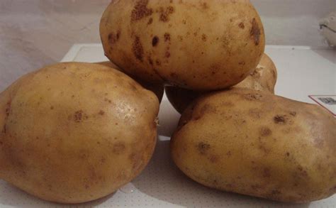 Картофель Невский – описание сорта, фото, отзывы