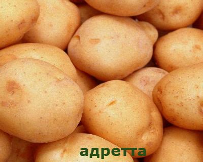 Сорта картофеля, фото и описание, отзывы.