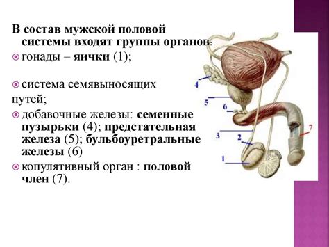 Мужская половая система - презентация онлайн