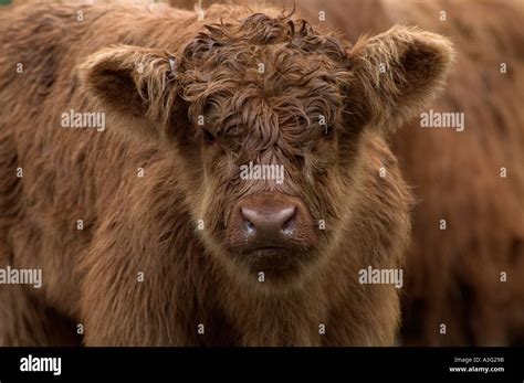 Highland Cattle: Calf Stock Photo - Alamy