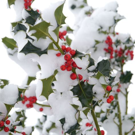 What Are Boughs of Holly? Everything to Know about December's Birth