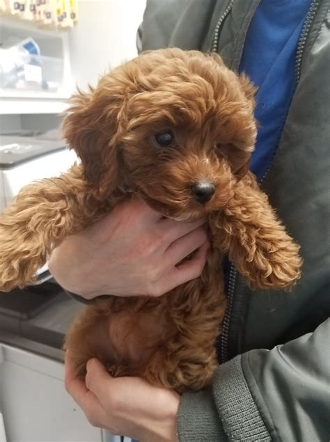 Is it a toy? A teddy bear?... - Chatham Animal Hospital Inc.