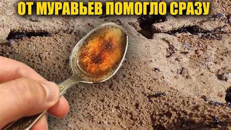 ИЗБАВИЛСЯ ОТ МУРАВЬЕВ ЗА 1 РАЗ НАВСЕГДА! МУРАВЬИ БОЯТСЯ ЭТОГО КАК ОГНЯ ...