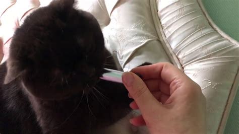 Кошка и вибратор cat vibrator - YouTube