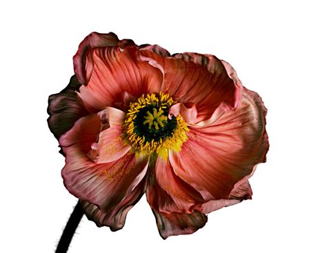 Исландский мак, Нью-Йорк, 2006 г. Фотограф Ирвин Пенн / Фото / Камералабс