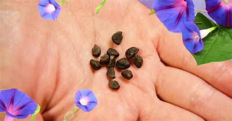 eat morning glory seeds storables