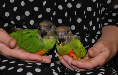 Продажа Сенегальский попугай (лат. Poicephalus senegalus) - ФОТОГАЛЕРЕЯ