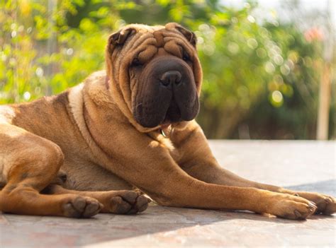 How Big Does a Shar-Pei Get? Average Weight & Growth Chart | Hepper