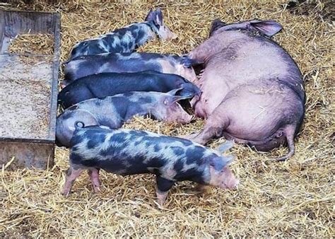 Pietrain Pigs For Sale | SellMyLivestock - The Online Livestock Marketplace