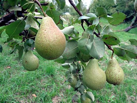 Kruška (Pyrus communis)