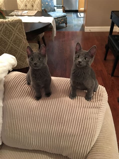 4 Month Old Russian Blue Brothers - Mink and Sterling