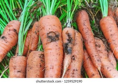 2,800 Carrot fly Images, Stock Photos & Vectors | Shutterstock