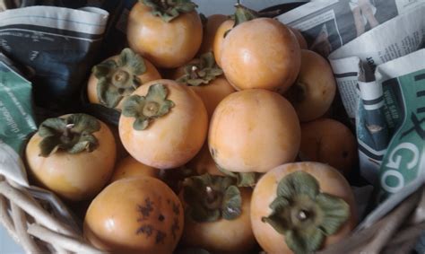 persimmon tree seed 12