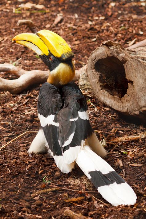 great hornbill bird  stock photo public domain pictures