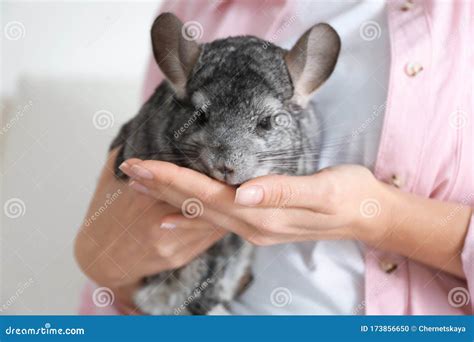 Woman Holding Cute Chinchilla in Room Stock Photo - Image of domestic ...