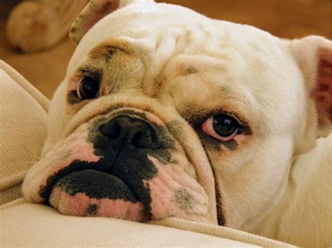 how to calm a dog during thunder