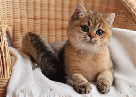 Британская шиншилла. Кошки британские шиншиллы. Котята шиншиллы ...