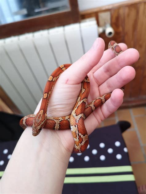 Spending some times on mommy hands. Corns are so sweet : r/Sneks